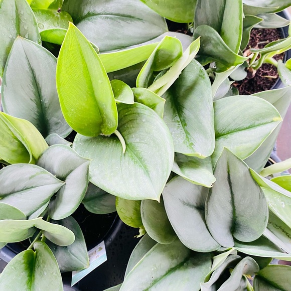 Scindapsus Treubii Moonlight 6" Pot - Picture 7 of 7